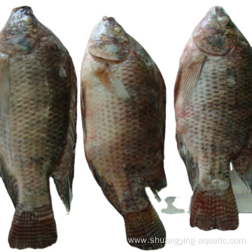 Best Price Frozen Gutted Black Tilapia For Marketing